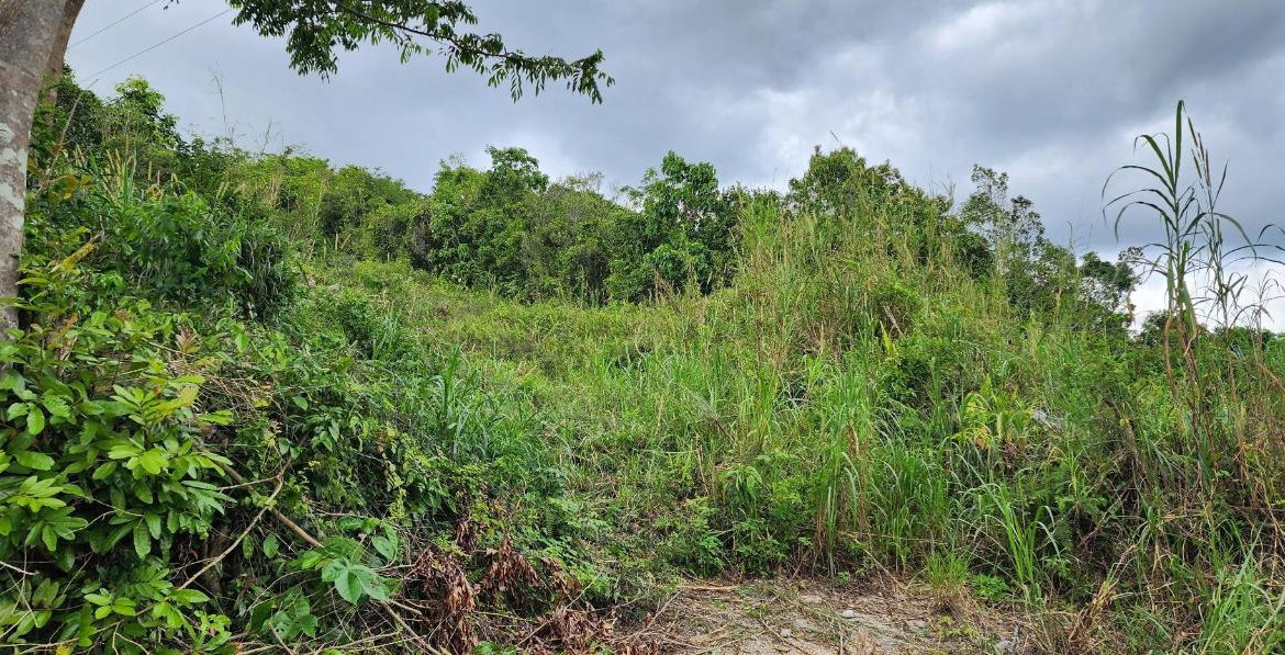Fourth image of May Day Plantation in May Day, Manchester, Jamaica - property is For Sale