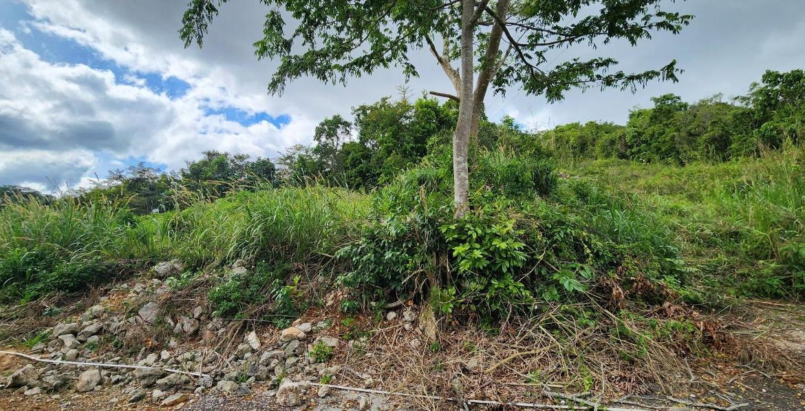 Ninth image of May Day Plantation in May Day, Manchester, Jamaica - property is For Sale