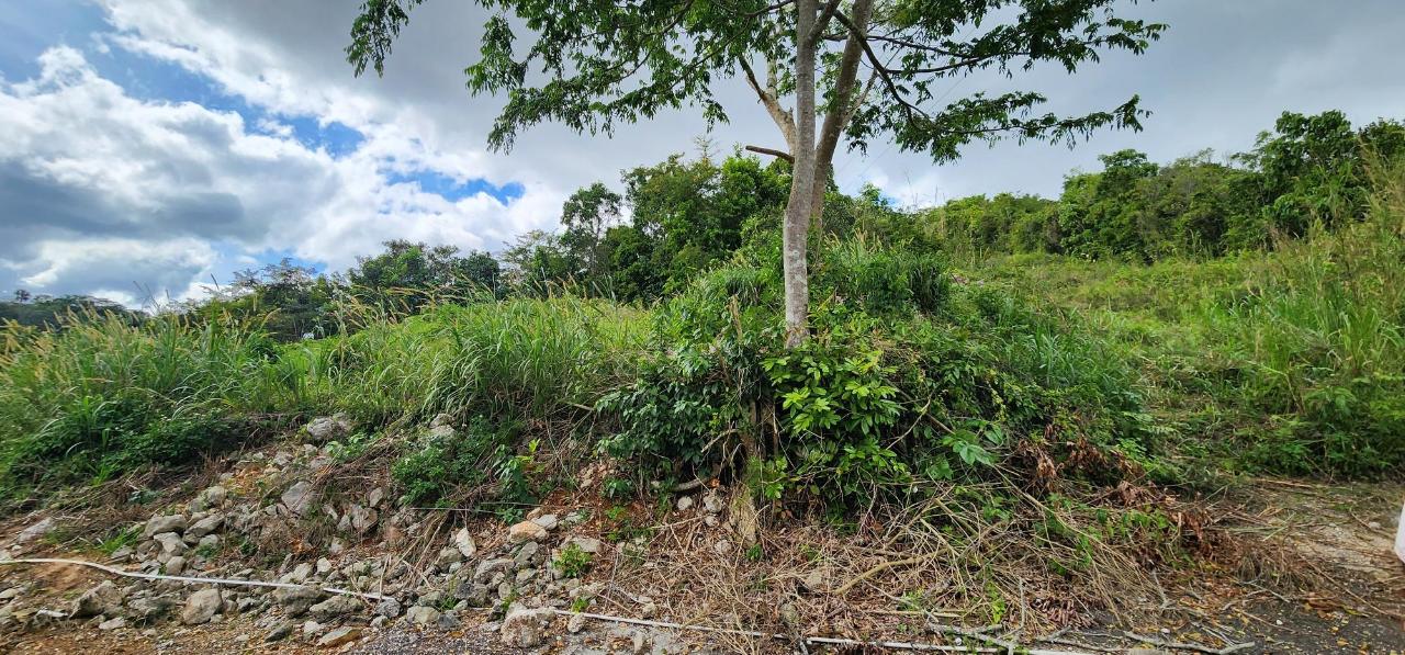 Residential-Lot-for-Sale-in-May-Day-Manchester-Jamaica Tenth image of May Day Plantation in May Day, Manchester, Jamaica - property is For Sale