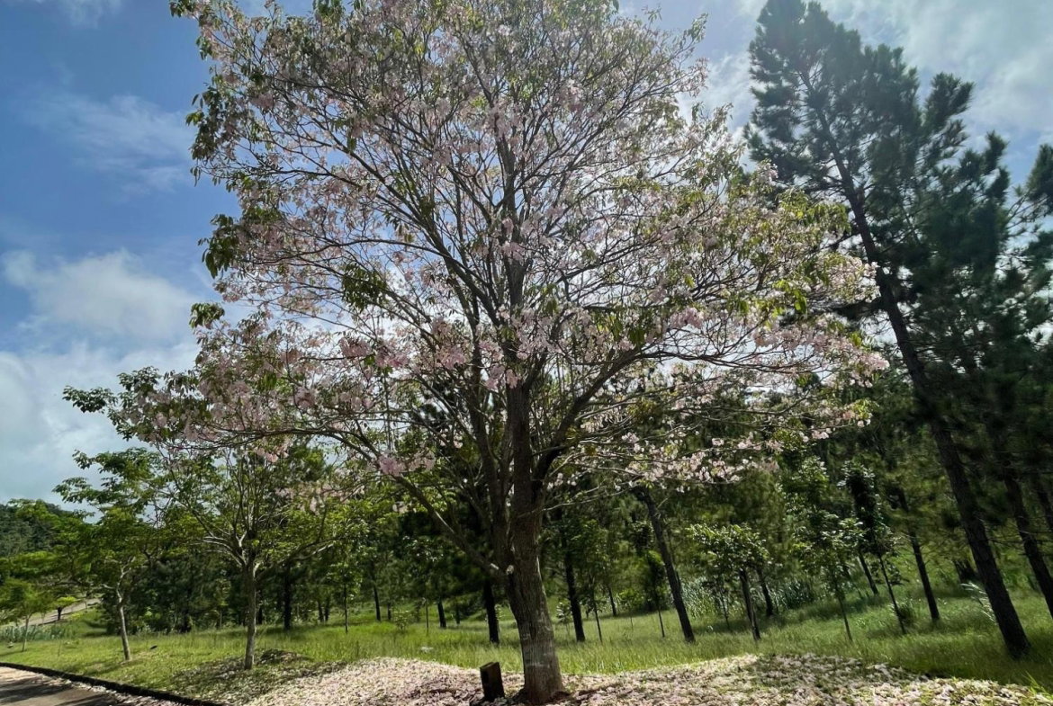 Second image of Bonnyvale Drive in Moorlands Phase1&2, Manchester, Jamaica - property is For Sale