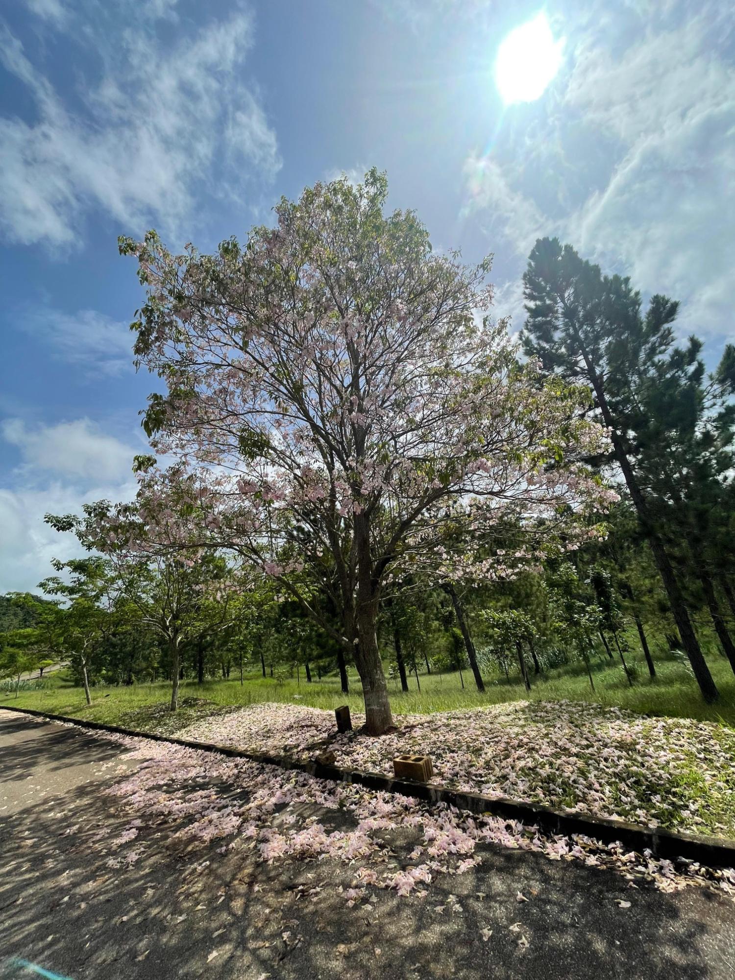 Residential-Lot-for-Sale-in-Moorland-Manor-Manchester-Jamaica Second image of Bonnyvale Drive in Moorlands Phase1&2, Manchester, Jamaica - property is For Sale