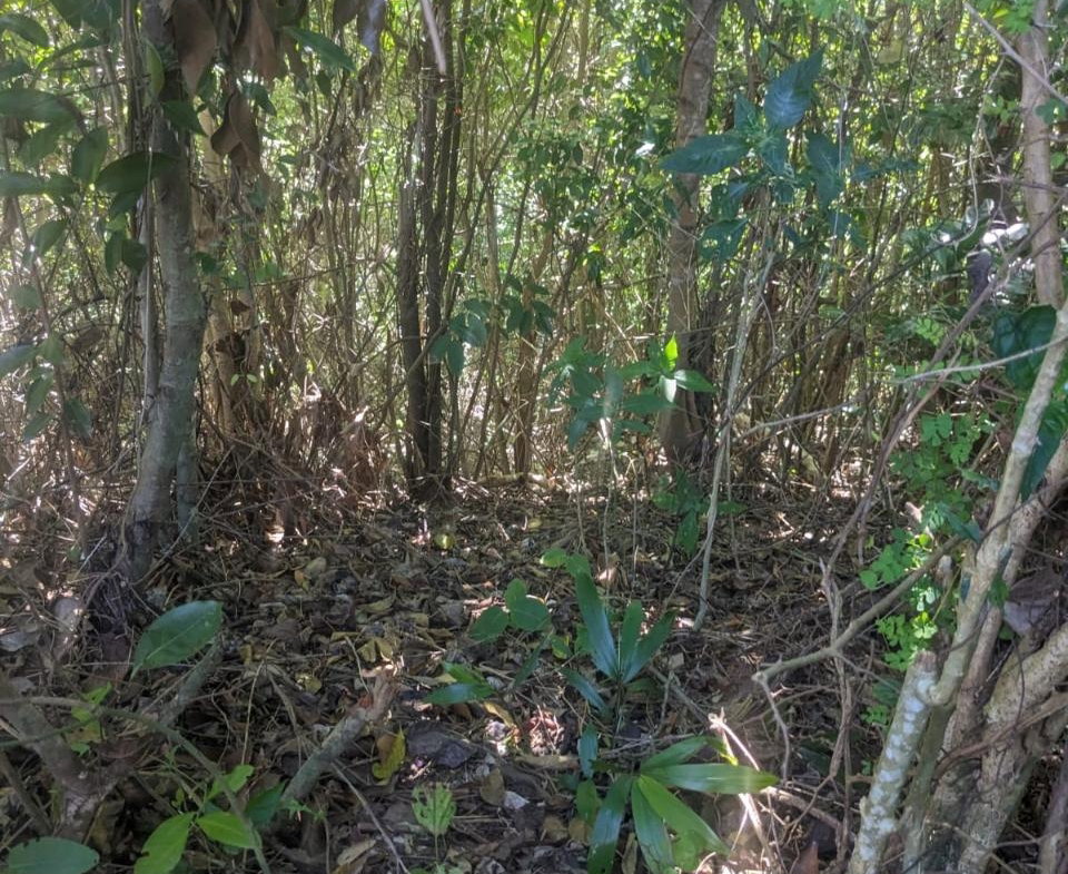 Seventh image of Mount Salus in STONY HILL, St. Andrew, Jamaica - property is For Sale