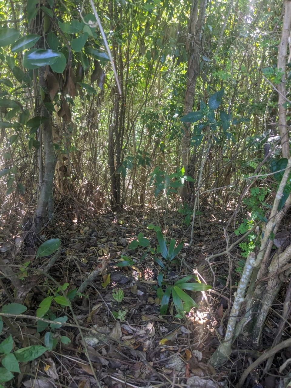 Seventh image of Mount Salus in STONY HILL, St. Andrew, Jamaica - property is For Sale