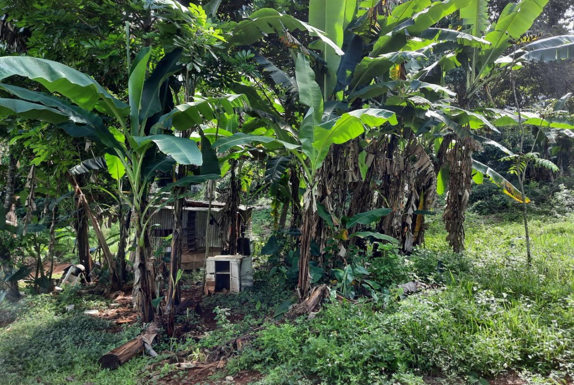 Second image of New Green in Mandeville, Manchester, Jamaica - property is For Sale