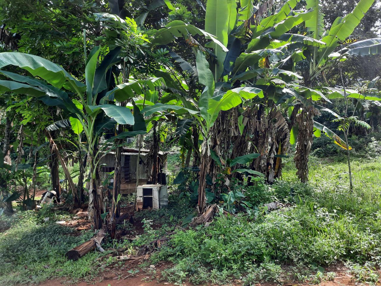 Second image of New Green in Mandeville, Manchester, Jamaica - property is For Sale