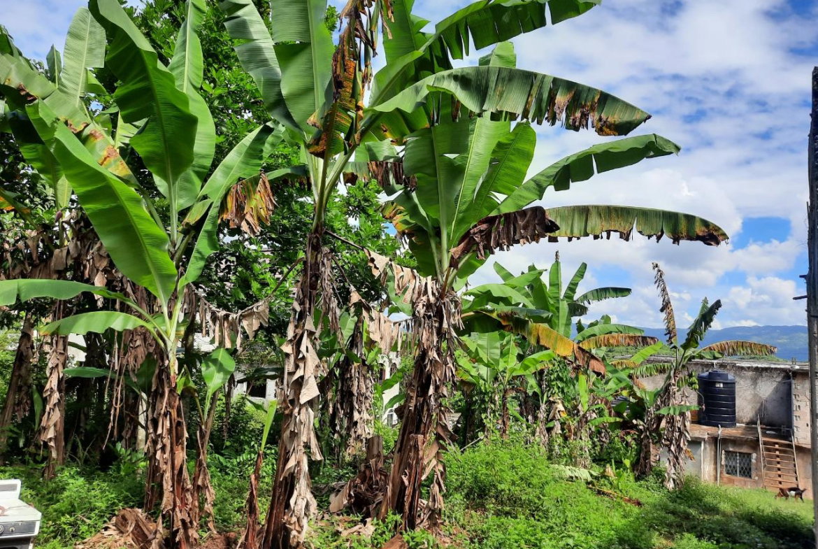 Third image of New Green in Mandeville, Manchester, Jamaica - property is For Sale