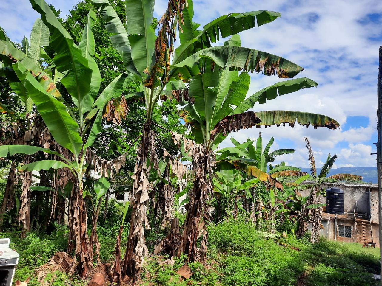 Third image of New Green in Mandeville, Manchester, Jamaica - property is For Sale