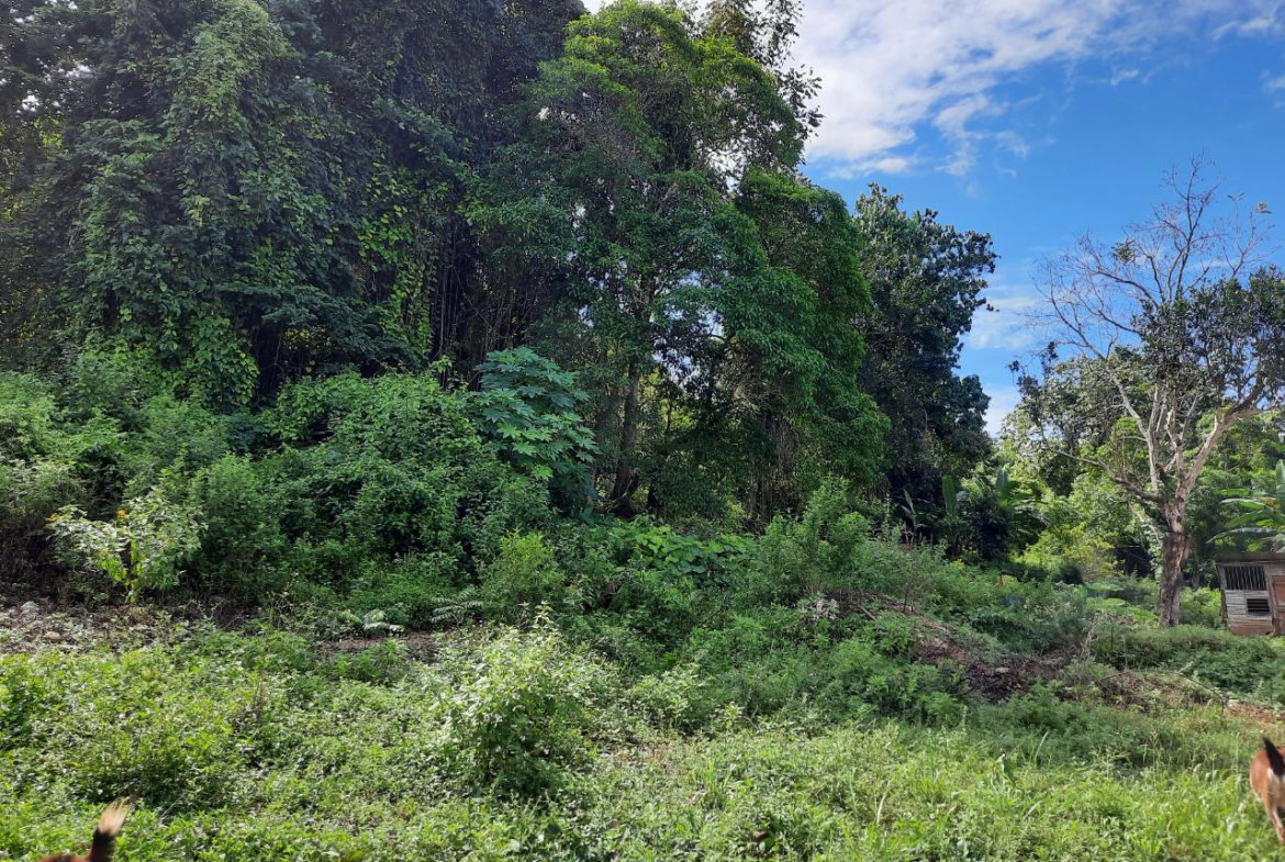 Eighth image of New Green in Mandeville, Manchester, Jamaica - property is For Sale
