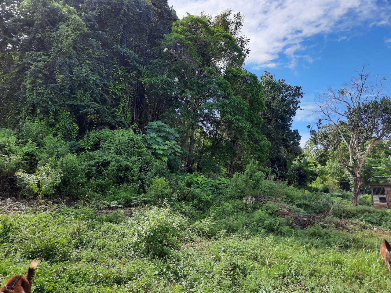 Eighth image of New Green in Mandeville, Manchester, Jamaica - property is For Sale