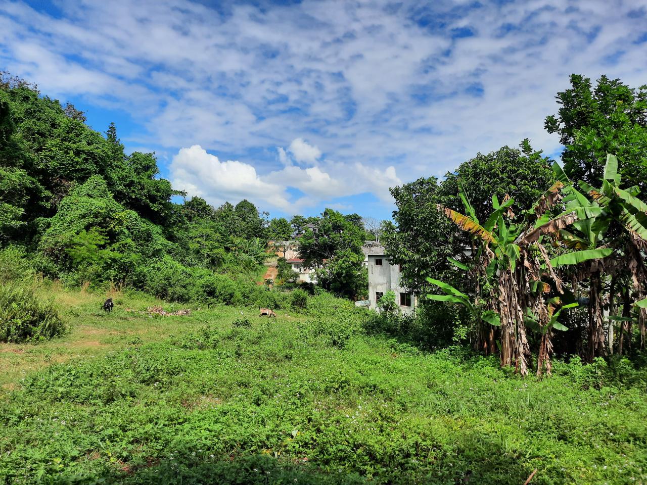 Ninth image of New Green in Mandeville, Manchester, Jamaica - property is For Sale