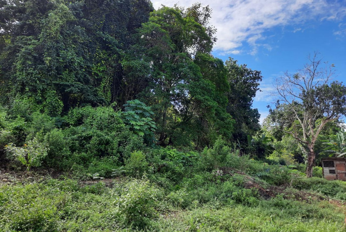 Tenth image of New Green in Mandeville, Manchester, Jamaica - property is For Sale