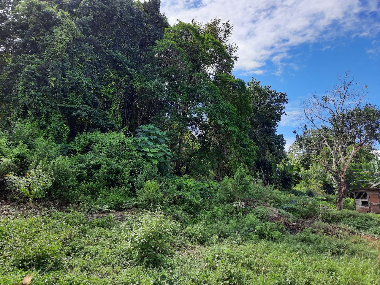 Tenth image of New Green in Mandeville, Manchester, Jamaica - property is For Sale