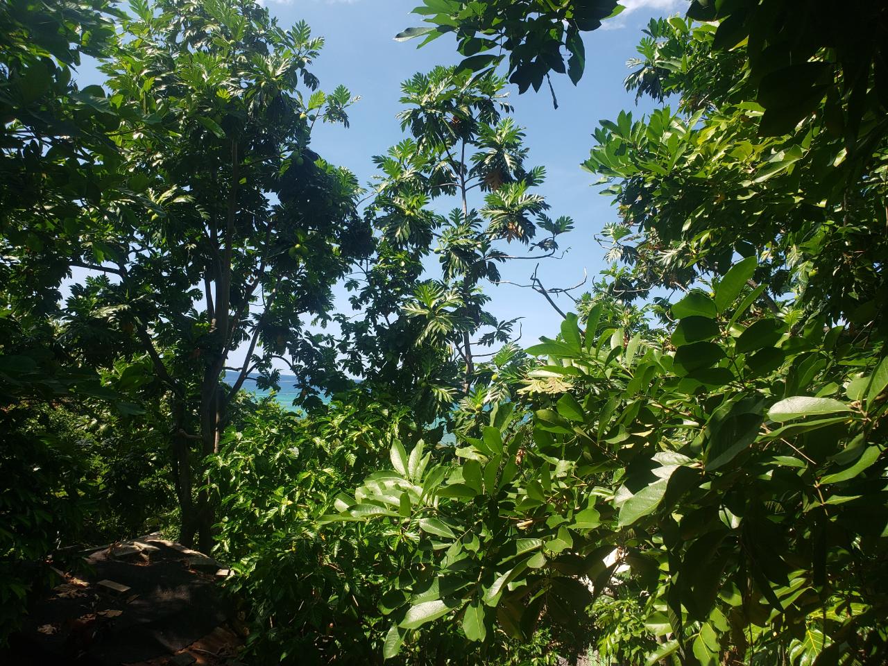 Third image of Northern Estate in Lilliput, St. James, Jamaica - property is For Sale