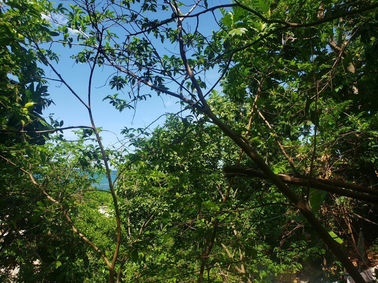 Fourth image of Northern Estate in Lilliput, St. James, Jamaica - property is For Sale