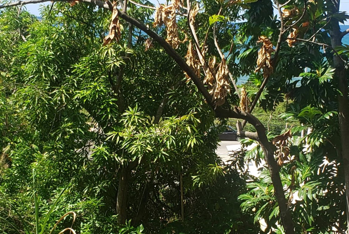 Fifth image of Northern Estate in Lilliput, St. James, Jamaica - property is For Sale