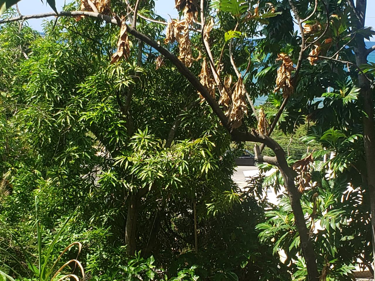 Fifth image of Northern Estate in Lilliput, St. James, Jamaica - property is For Sale