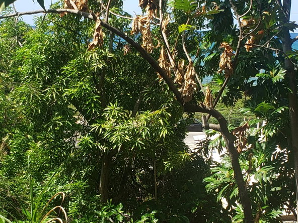 Fifth image of Northern Estate in Lilliput, St. James, Jamaica - property is For Sale