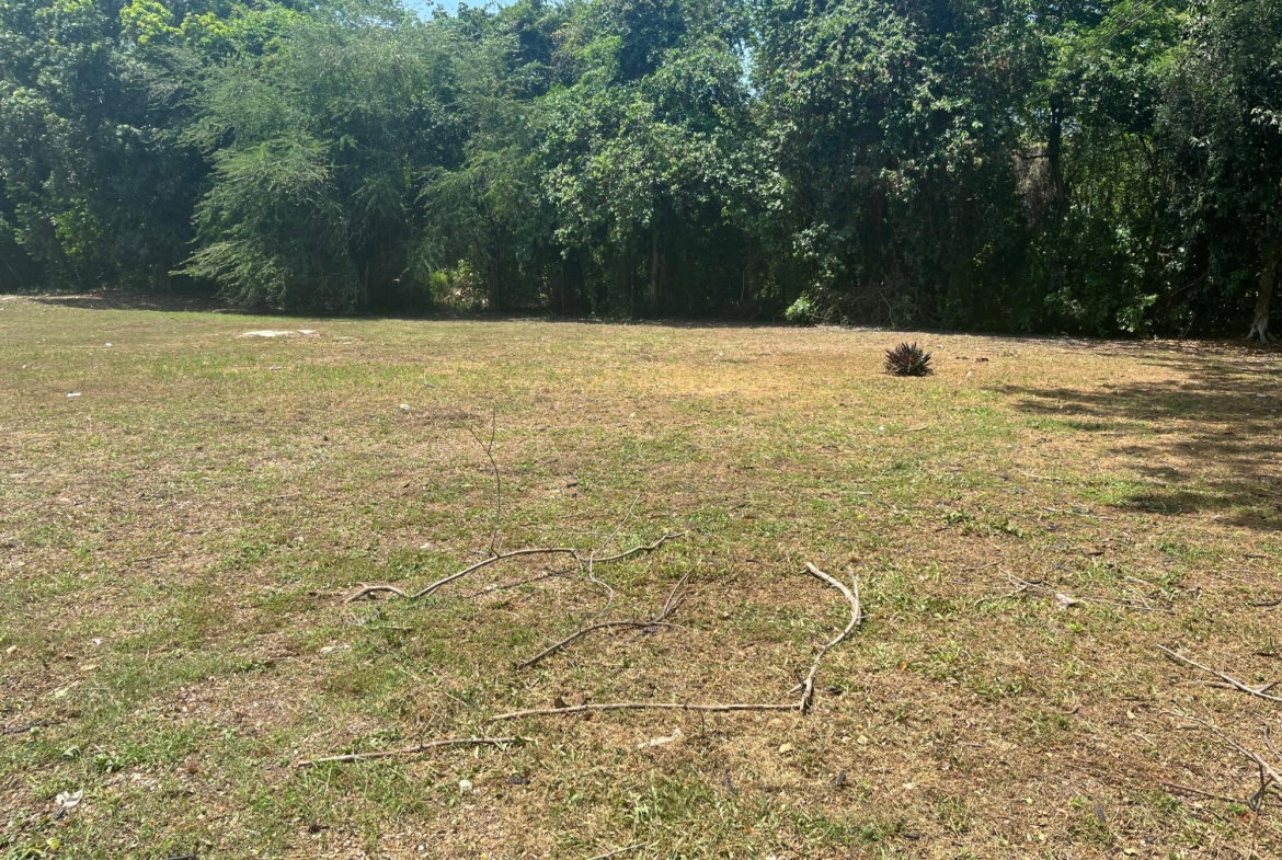 Third image of Orchard, Strathbogie in Petersfield, Westmoreland, Jamaica - property is For Sale