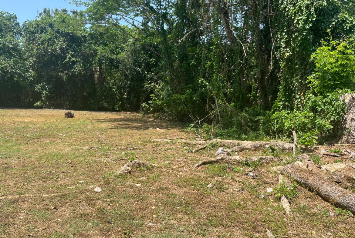 Fourth image of Orchard, Strathbogie in Petersfield, Westmoreland, Jamaica - property is For Sale