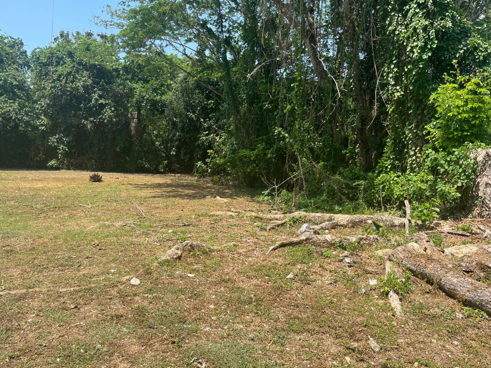 Fourth image of Orchard, Strathbogie in Petersfield, Westmoreland, Jamaica - property is For Sale