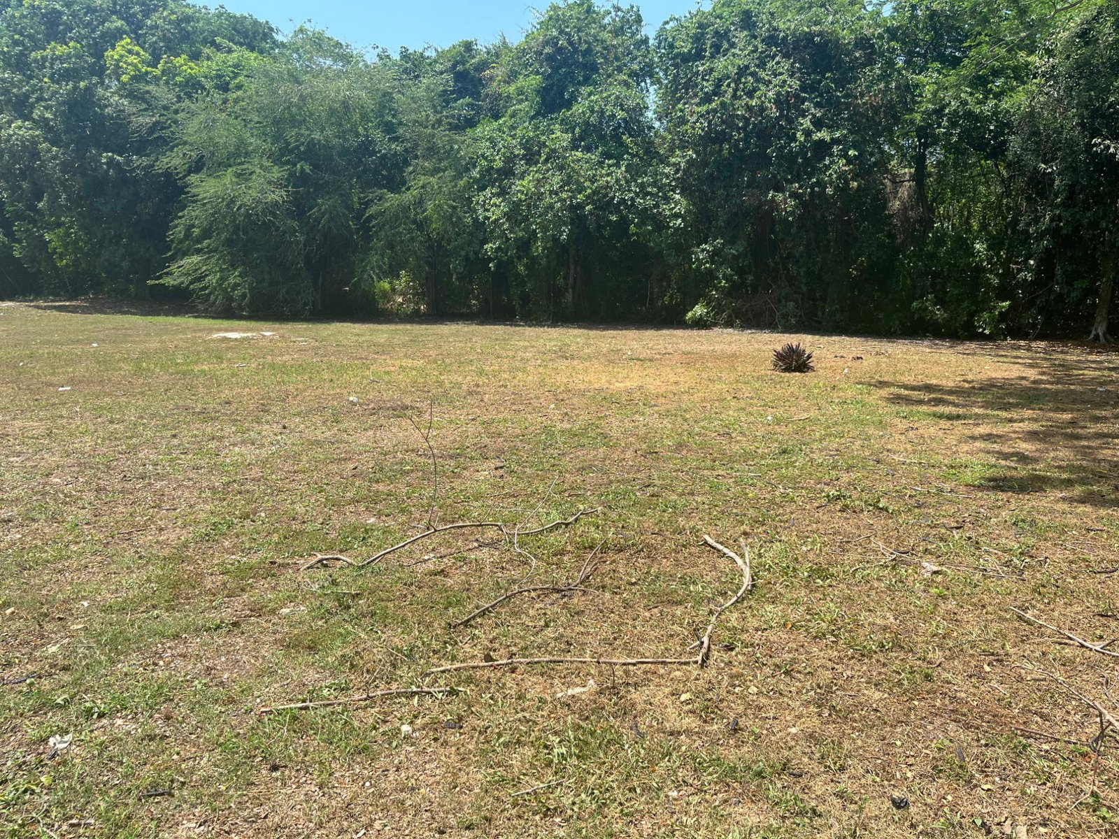 Fourth image of Orchard, Strathbogie in Petersfield, Westmoreland, Jamaica - property is For Sale