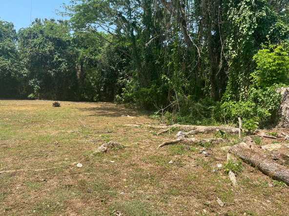 Fifth image of Orchard, Strathbogie in Petersfield, Westmoreland, Jamaica - property is For Sale