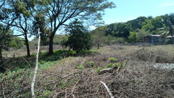 Nineteenth image of Lot-55 Palmetto Pen in Palmetto Pen, Clarendon, Jamaica - property is For Sale