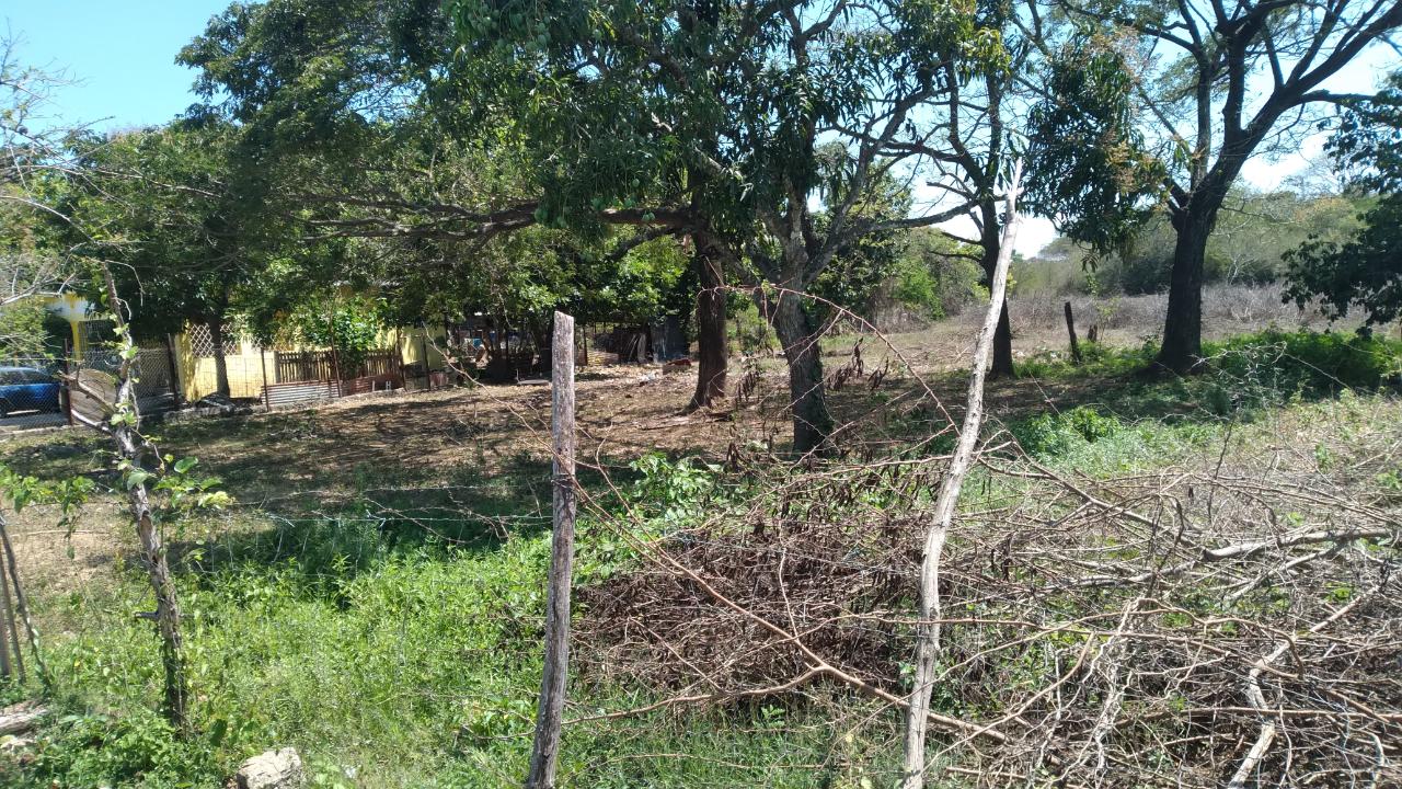 Residential-Lot-for-Sale-in-Palmetto-Pen-Clarendon-Ideal-for-Investment Fourth image of Lot-55 Palmetto Pen in Palmetto Pen, Clarendon, Jamaica - property is For Sale