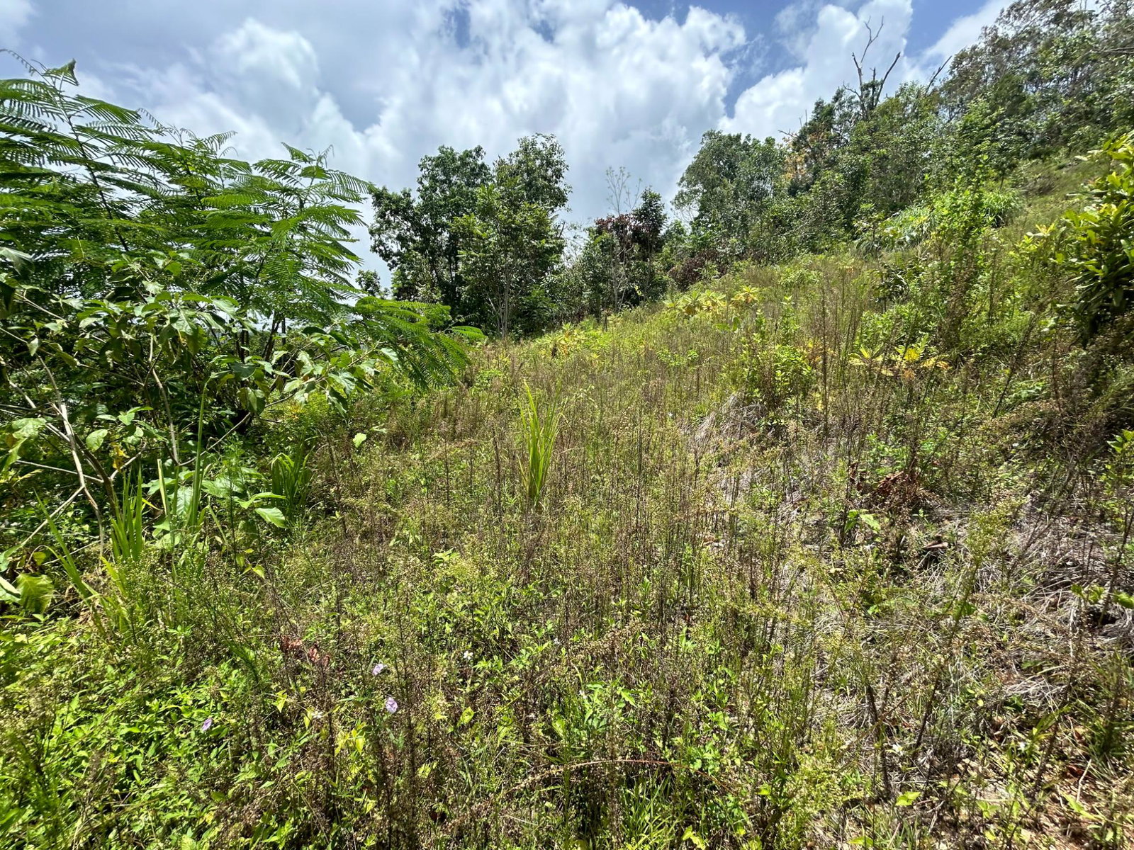Fifth image of Orange Valley, Philadelph in Browns Town, St. Ann, Jamaica - property is For Sale