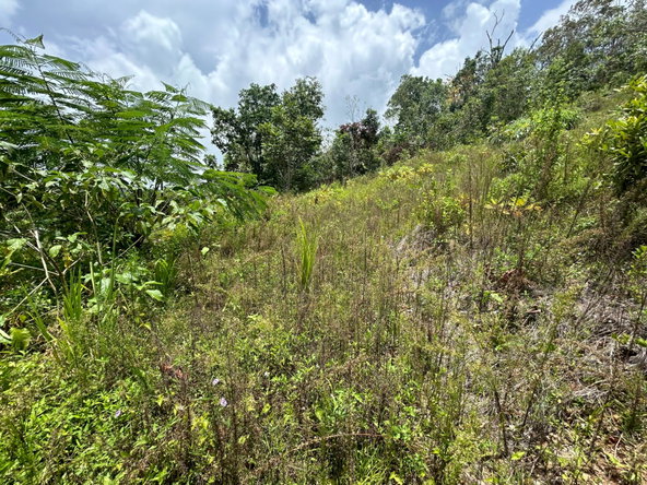 Fifth image of Orange Valley, Philadelph in Browns Town, St. Ann, Jamaica - property is For Sale