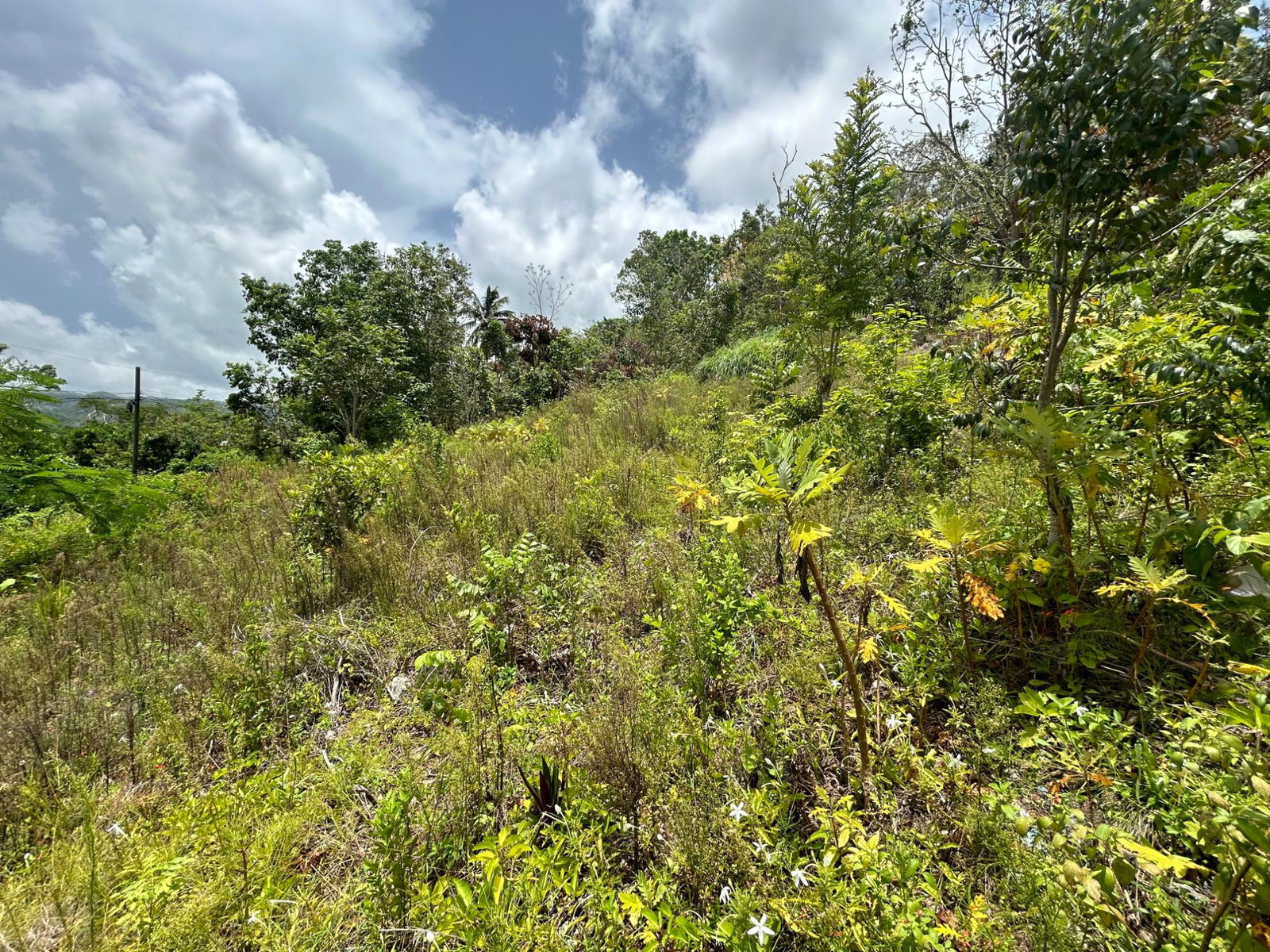 Sixth image of Orange Valley, Philadelph in Browns Town, St. Ann, Jamaica - property is For Sale