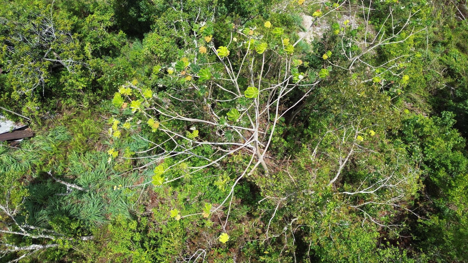 Tenth image of Orange Valley, Philadelph in Browns Town, St. Ann, Jamaica - property is For Sale