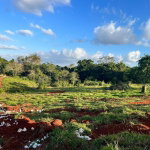 First image of 22 Pine Grove Close in Knockpatirck, Manchester, Jamaica - property is For Sale