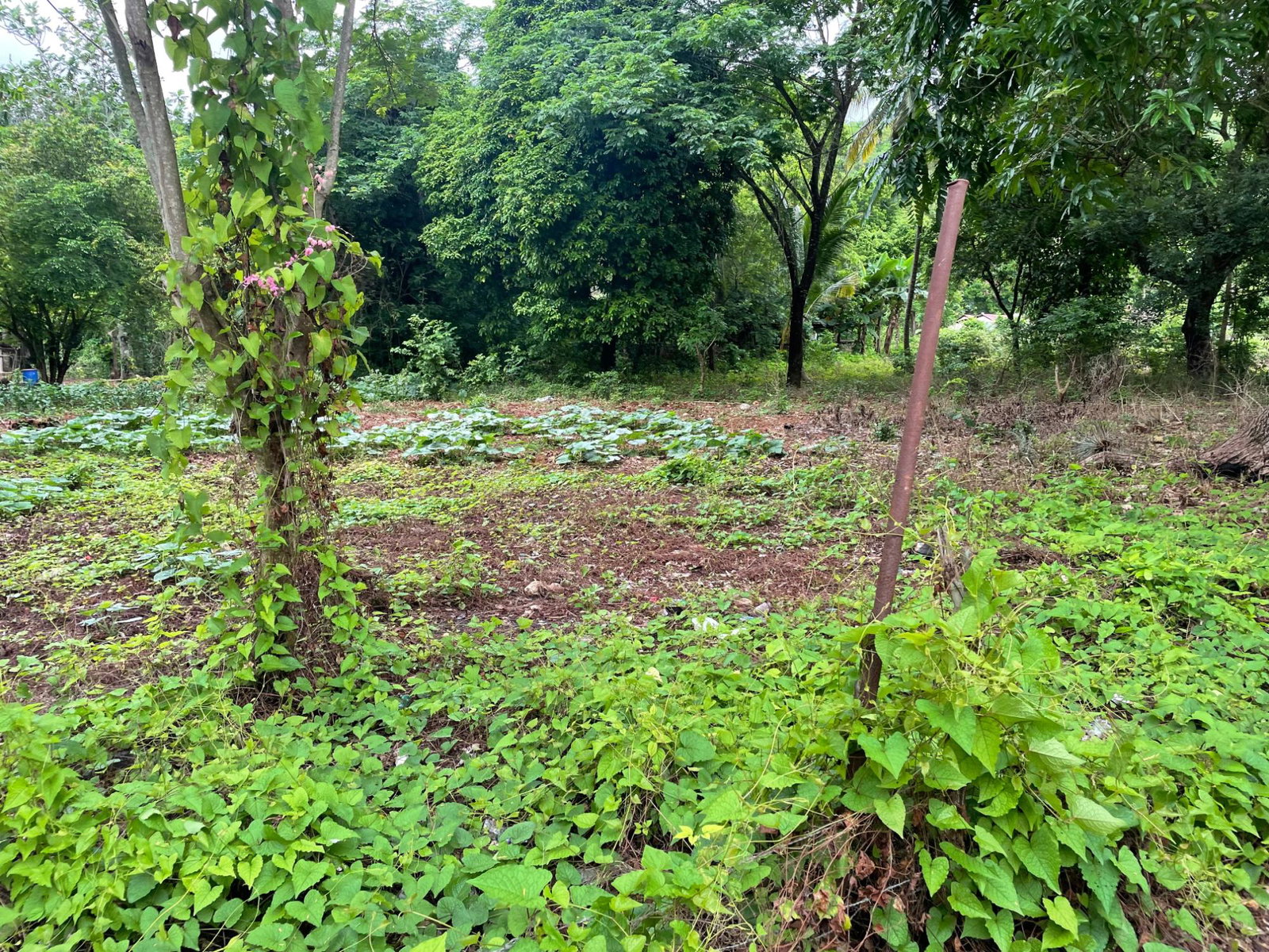 Residential-Lot-for-Sale-in-Porus-Manchester-Spacious-Secure-Community Fifteenth image of Porus Clarks Town Road in Porus, Manchester, Jamaica - property is For Sale