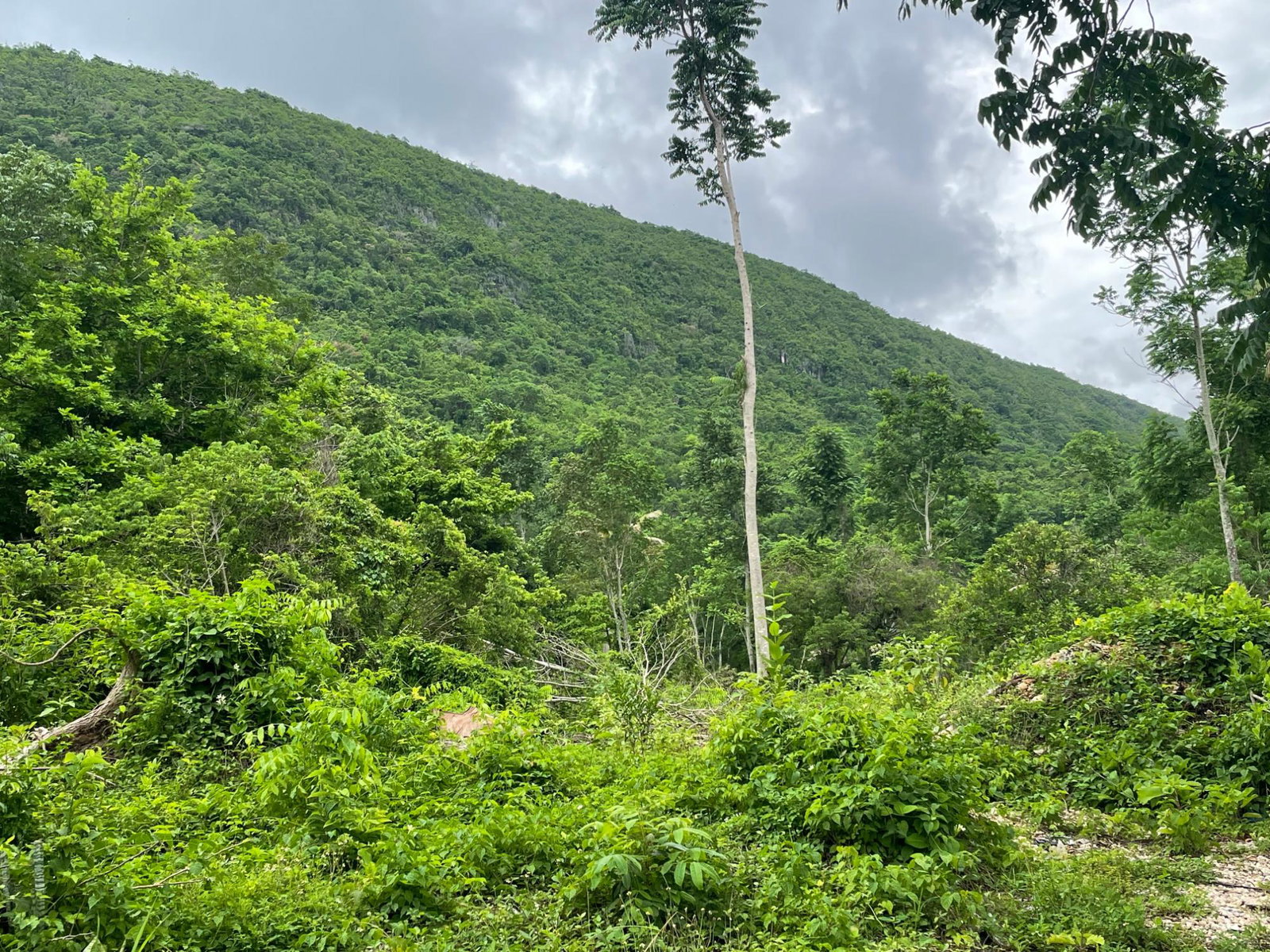 Residential-Lot-for-Sale-in-Porus-Manchester-Spacious-Secure-Community Seventh image of Porus Clarks Town Road in Porus, Manchester, Jamaica - property is For Sale