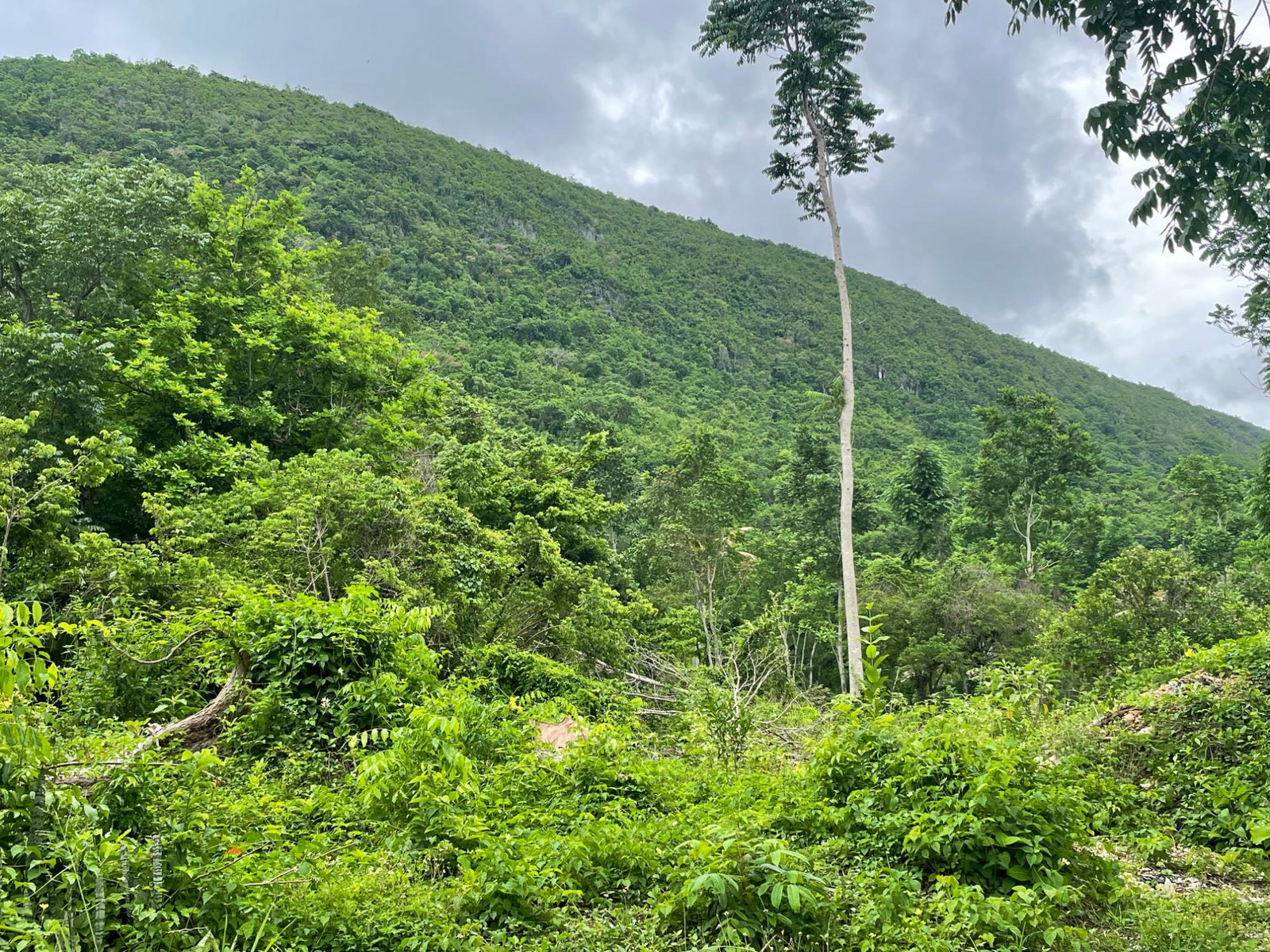 Residential-Lot-for-Sale-in-Porus-Manchester-Spacious-Secure-Community Ninth image of Porus Clarks Town Road in Porus, Manchester, Jamaica - property is For Sale