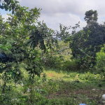 First image of Rocky Hill Colgate, St. Ann in Ocho Rios, St. Ann, Jamaica - property is For Sale