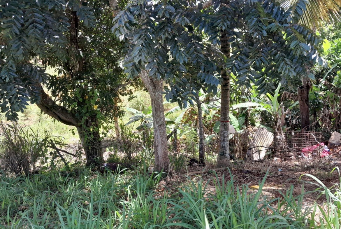 Eleventh image of Rose Hill Manchester in Newport, Manchester, Jamaica - property is For Sale