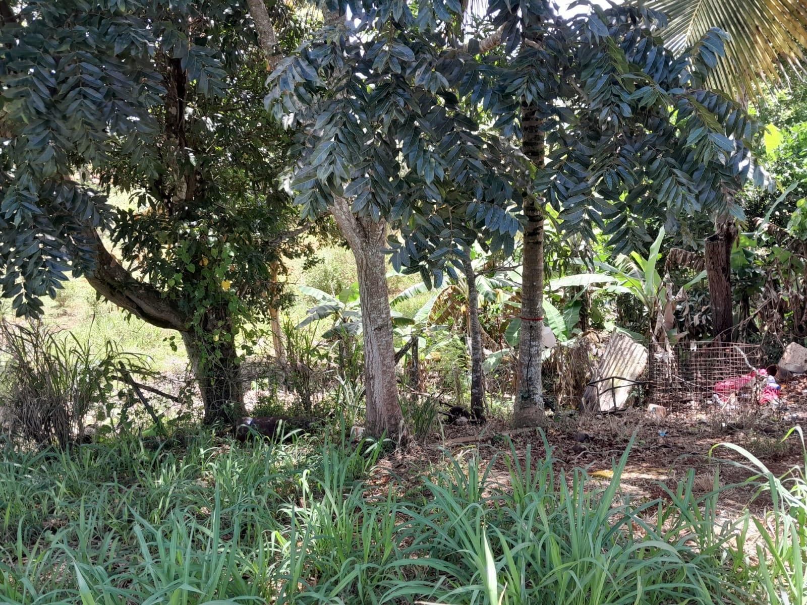 Eleventh image of Rose Hill Manchester in Newport, Manchester, Jamaica - property is For Sale