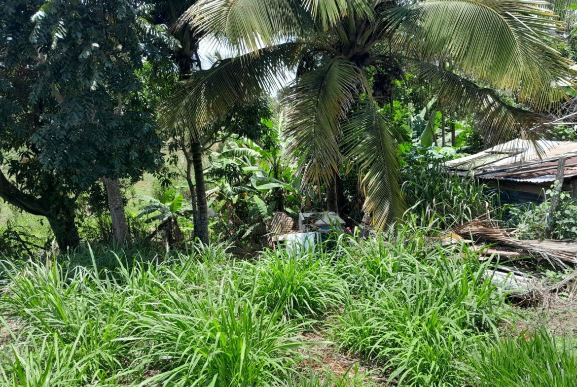 Twelfth image of Rose Hill Manchester in Newport, Manchester, Jamaica - property is For Sale