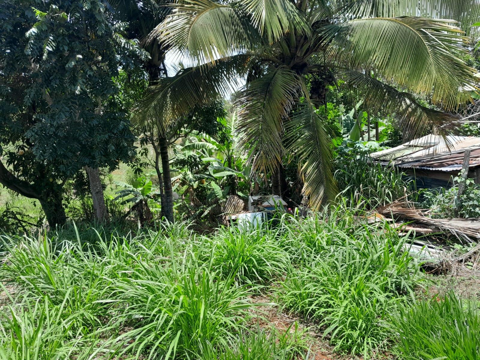 Twelfth image of Rose Hill Manchester in Newport, Manchester, Jamaica - property is For Sale