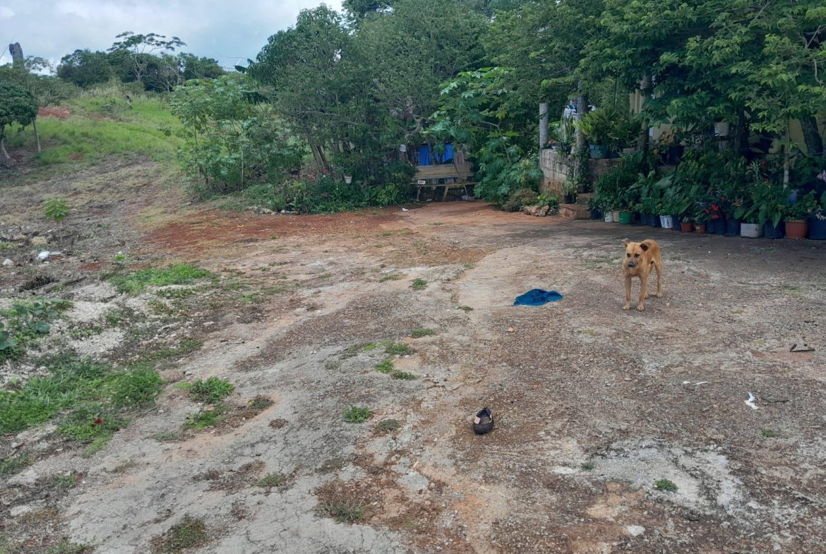 Sixth image of Rose Hill Manchester in Newport, Manchester, Jamaica - property is For Sale