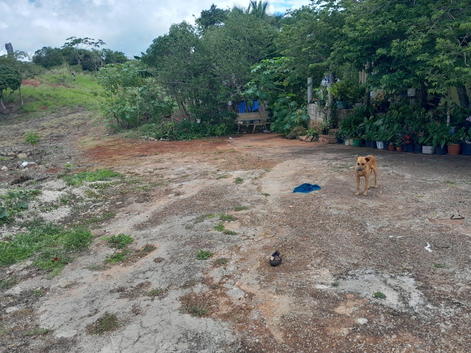 Sixth image of Rose Hill Manchester in Newport, Manchester, Jamaica - property is For Sale