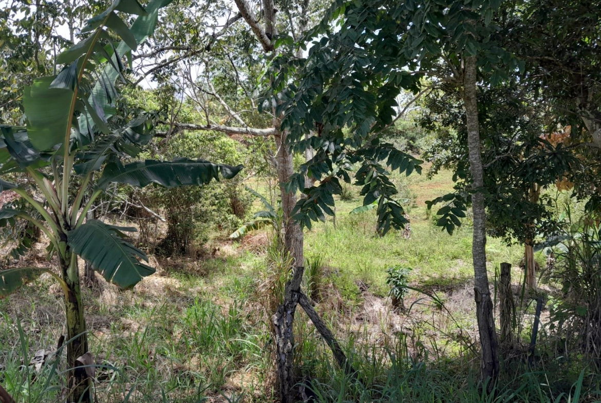 Eighth image of Rose Hill Manchester in Newport, Manchester, Jamaica - property is For Sale