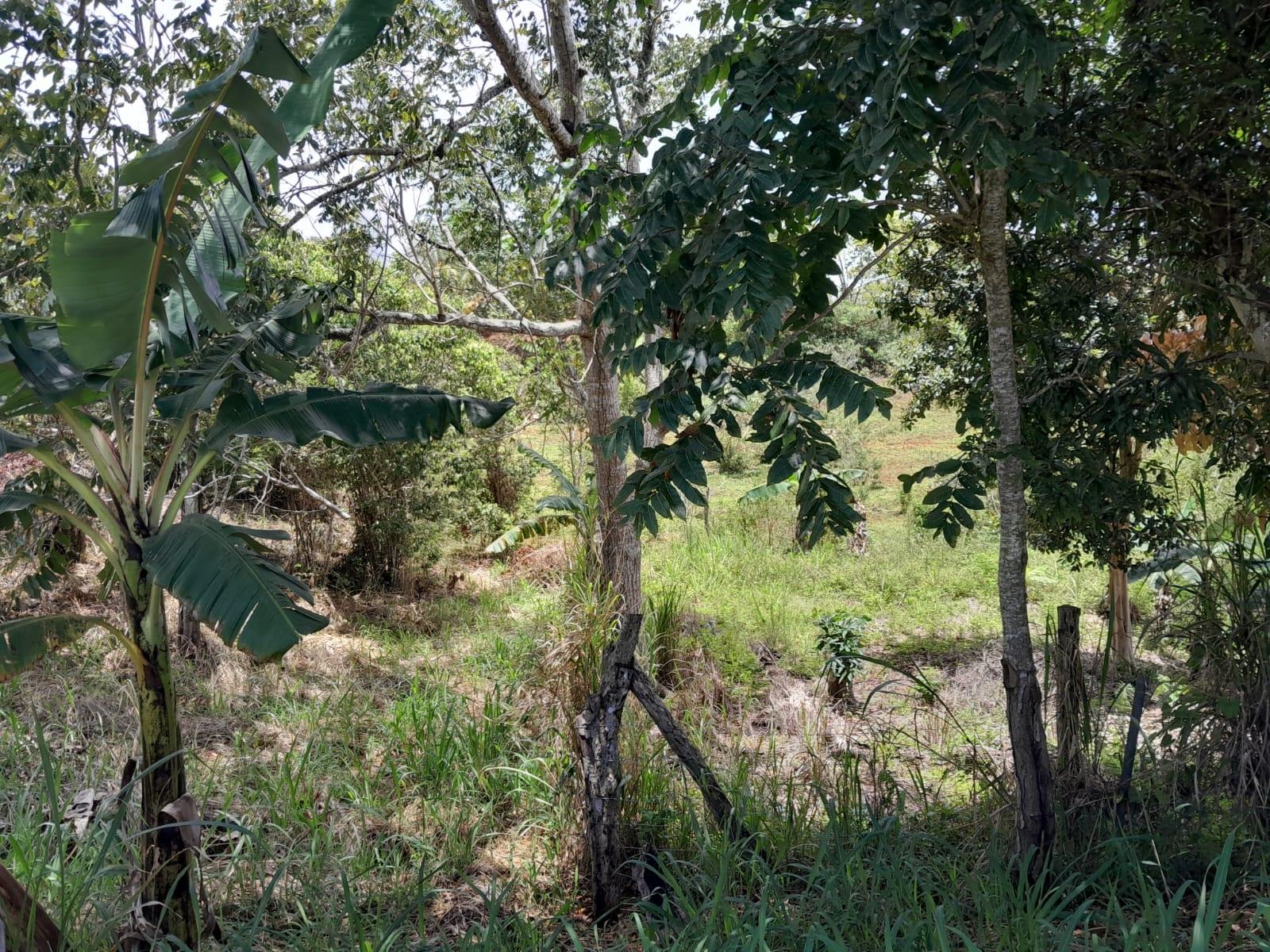 Eighth image of Rose Hill Manchester in Newport, Manchester, Jamaica - property is For Sale