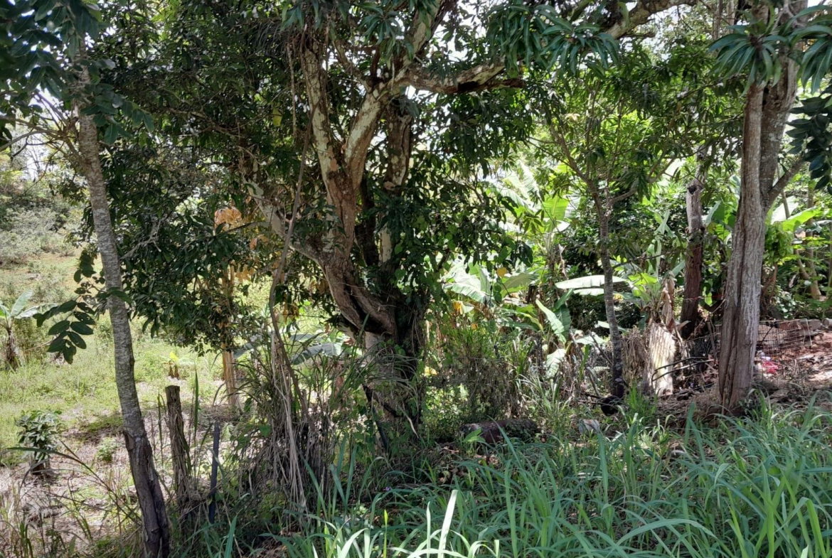 Ninth image of Rose Hill Manchester in Newport, Manchester, Jamaica - property is For Sale