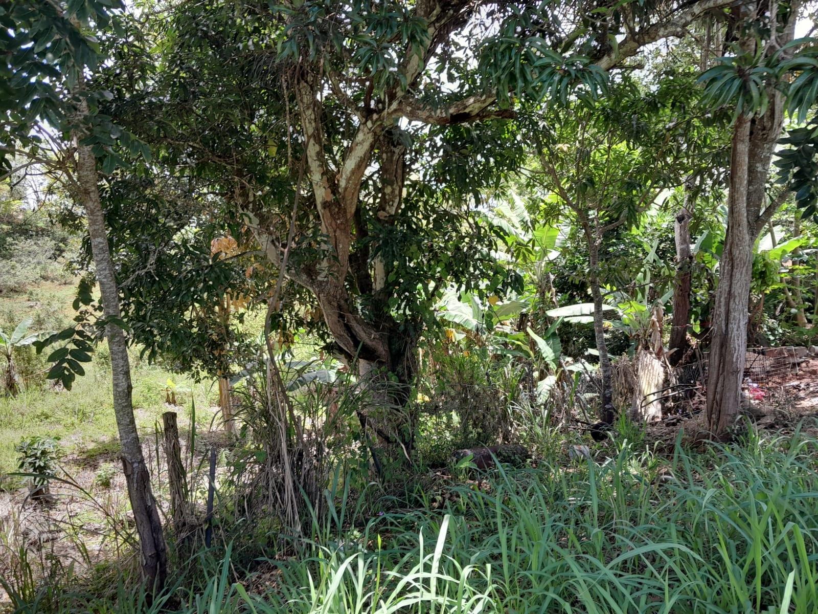 Ninth image of Rose Hill Manchester in Newport, Manchester, Jamaica - property is For Sale