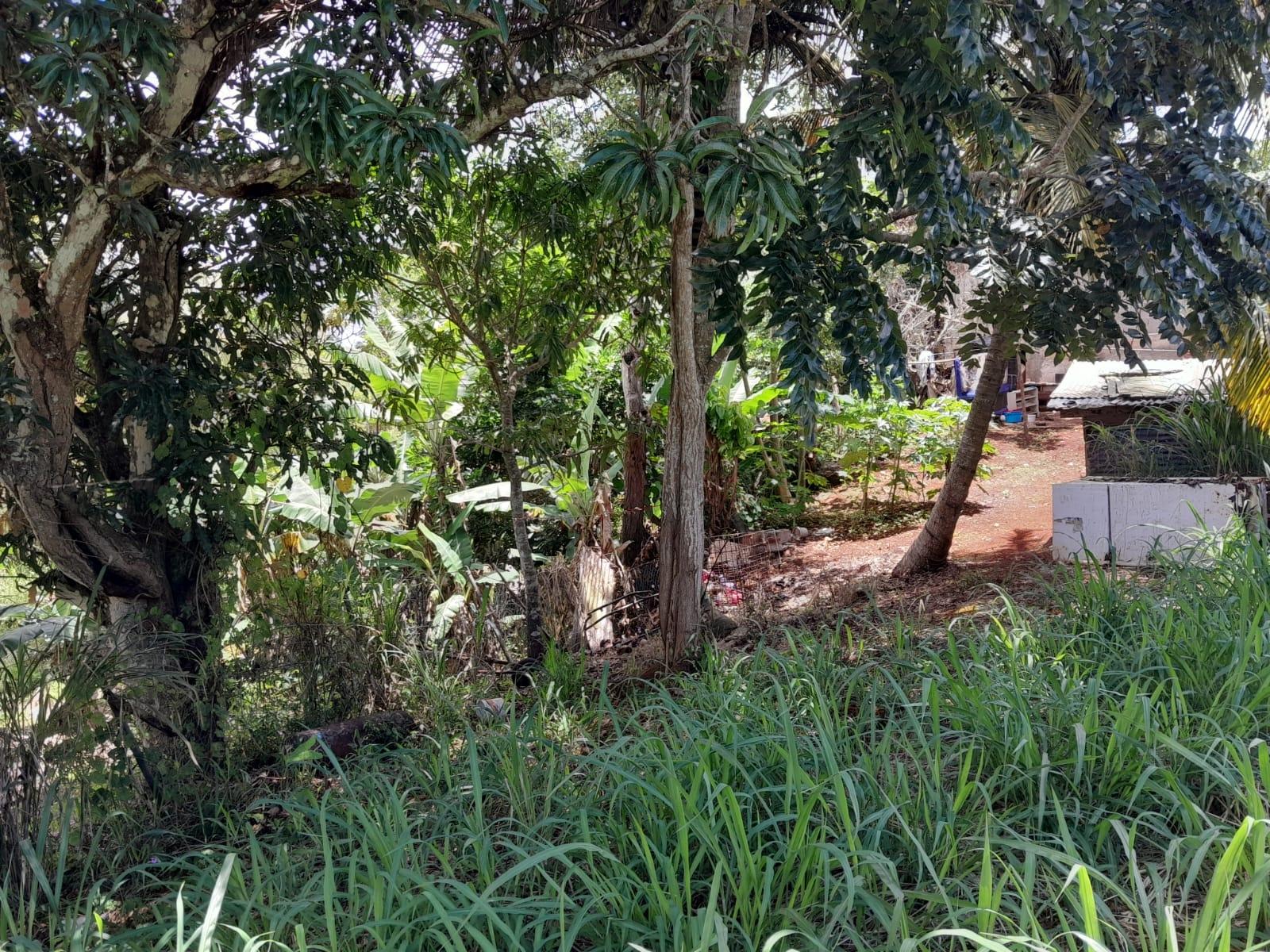 Tenth image of Rose Hill Manchester in Newport, Manchester, Jamaica - property is For Sale