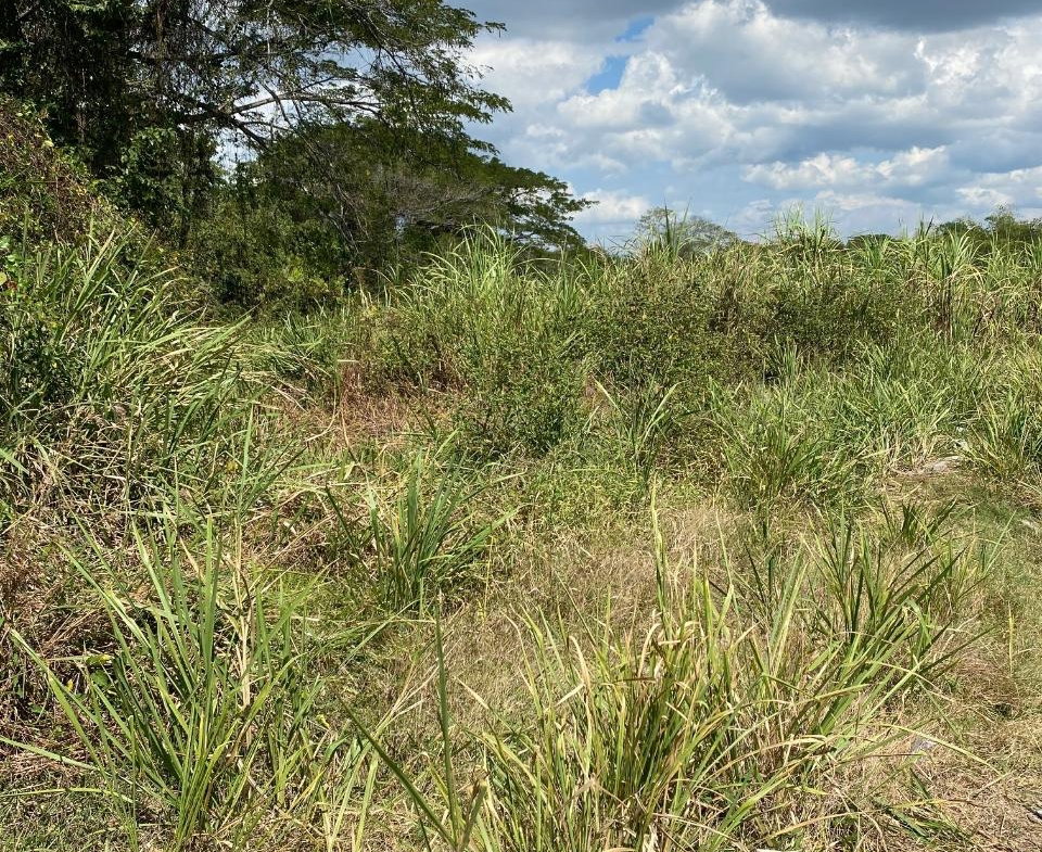 Eleventh image of Smithfield, Savanna la ma in SAVANNA LA MAR, Westmoreland, Jamaica - property is For Sale
