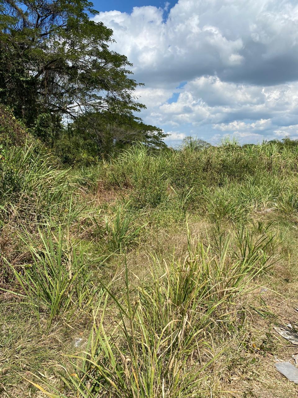 Eleventh image of Smithfield, Savanna la ma in SAVANNA LA MAR, Westmoreland, Jamaica - property is For Sale